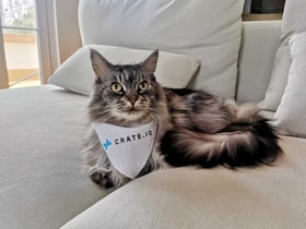A cat wearing a Crate.io bandana