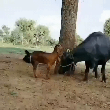A goat jumping on a cow